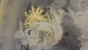 Media type: image;   Invertebrate Zoology 153111 Description: live specimen;